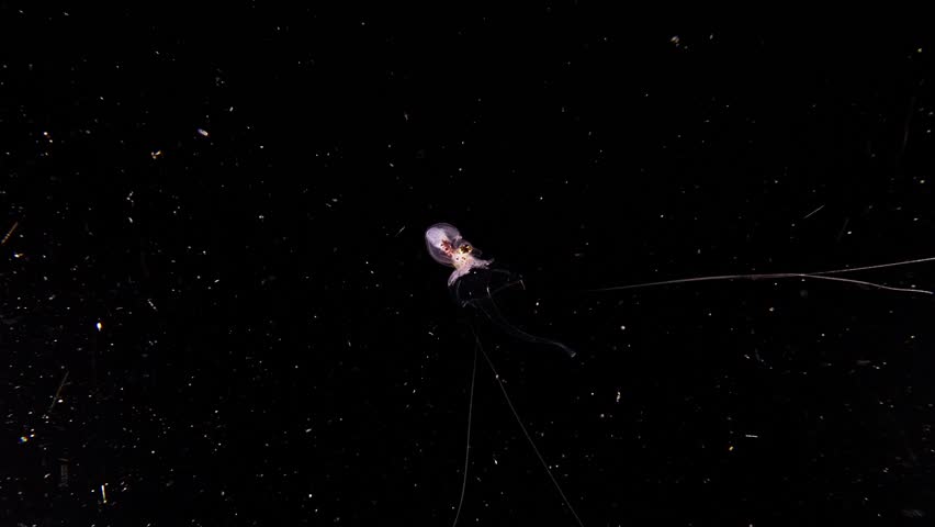 A male paper nautilus (Argonauta hians) on a small jellyfish during a blackwater dive in Anilao, Philippines