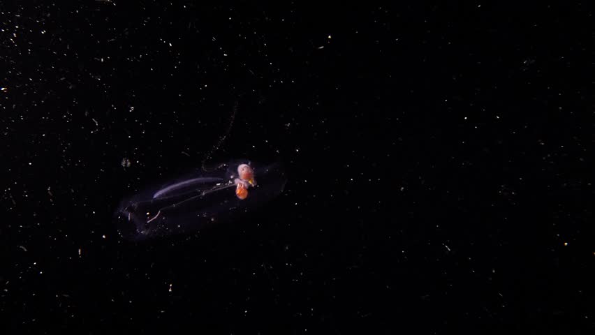 A male paper nautilus (Argonauta hians) inside a salp during a blackwater dive in Anilao, Philippines