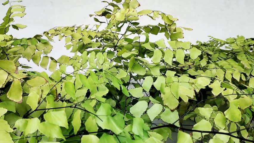 The leaves of a maidenhair fern (Adiantum sp.) moving in the breeze. Focus on the details of the soft, lush texture of the leaves.