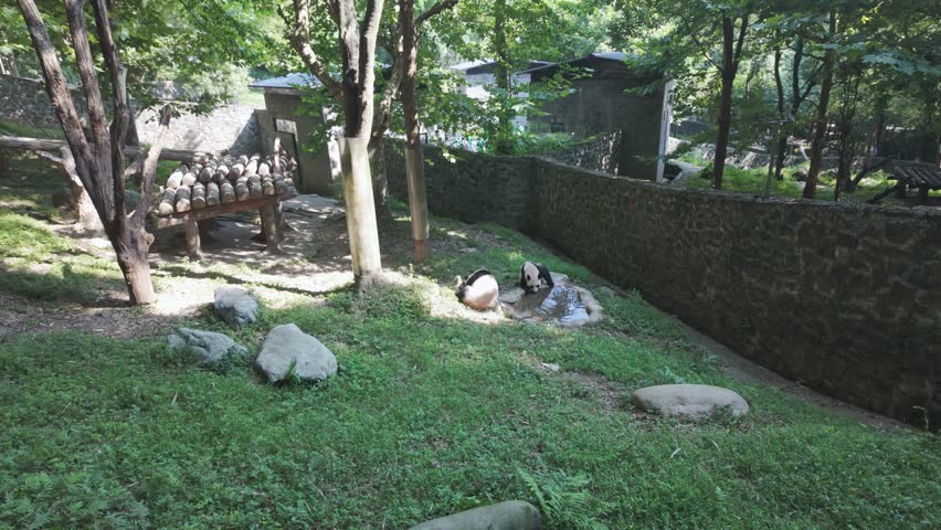 Two giant pandas relax in a naturalistic outdoor habitat with green grass, trees, and stone walls at the Dujiangyan Panda Base in China.