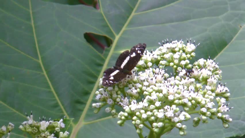 Small butterfly on a flower