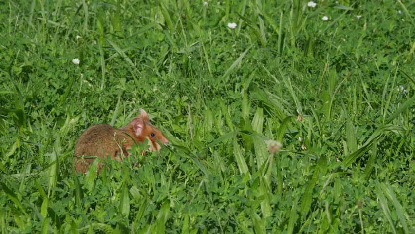 Alert hamster in tall grass sits upright, ears twitching as summer wind ripples a green meadow. Wildlife behavior close-up, calm nature scene with copy space.