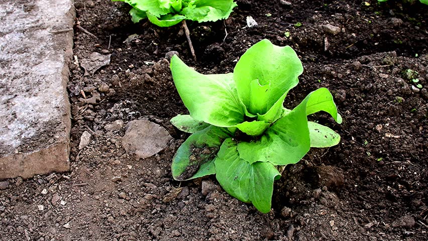 salad cultivation in a greenhouse in spring, Sugar Loaf salad and Escarole endive 
closeup with camera panning and closeup
