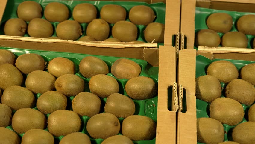 Boxes of green kiwis placed on display for sale to the public in fruit warehouse.
