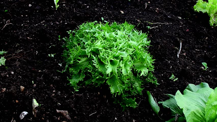 salad cultivation in a greenhouse in spring, Sugar Loaf salad and Escarole endive 
closeup with camera panning and closeup