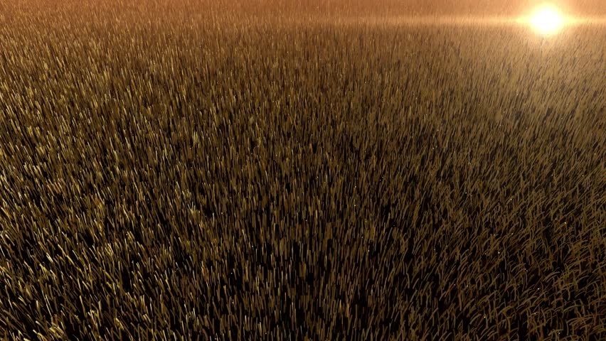 Cinematic Static Drone View Golden Grass Wind Simulation 1080p Seamless Loop