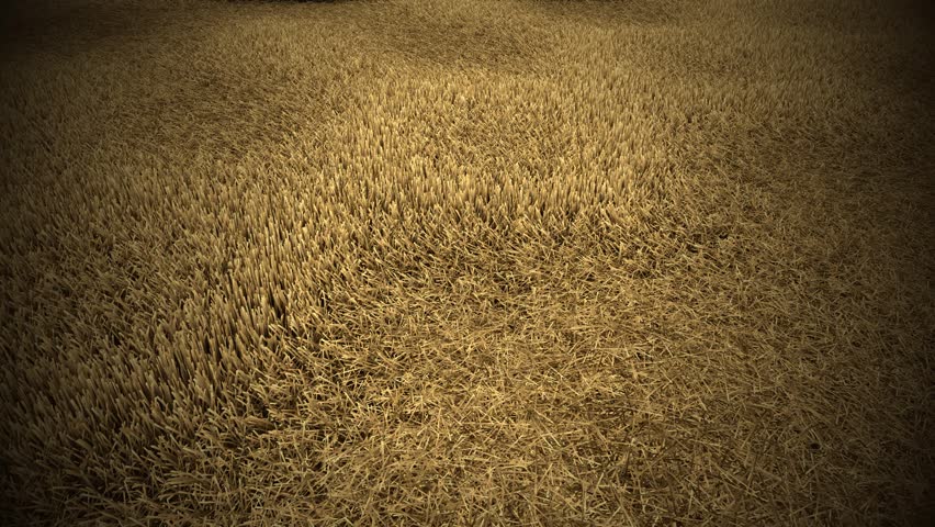 Ultra Realistic Tilted Dry Grass in Wind Cinematic Landscape 1080p Seamless Loop