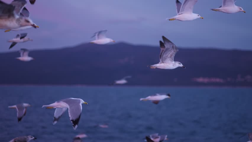 Seagulls Flying Over The Sea At Sunset - Drone Shot