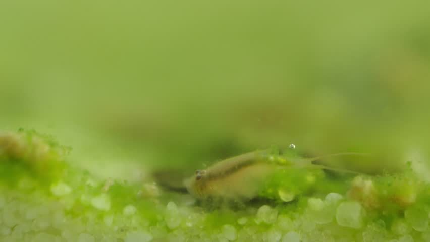 A tadpole shrimp (Triops cancriformis) moves along the bottom of an aquarium. It digs in the sand with its legs, searching for food particles. The creature’s shield-like body and long tail are clearly visible.