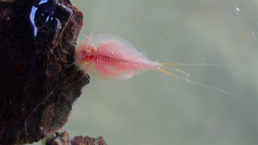 A detailed view shows a mature tadpole shrimp (Triops cancriformis) near the water surface. It swims while filtering the water for food. Its shield-like body, legs, and long tail are clearly visible.