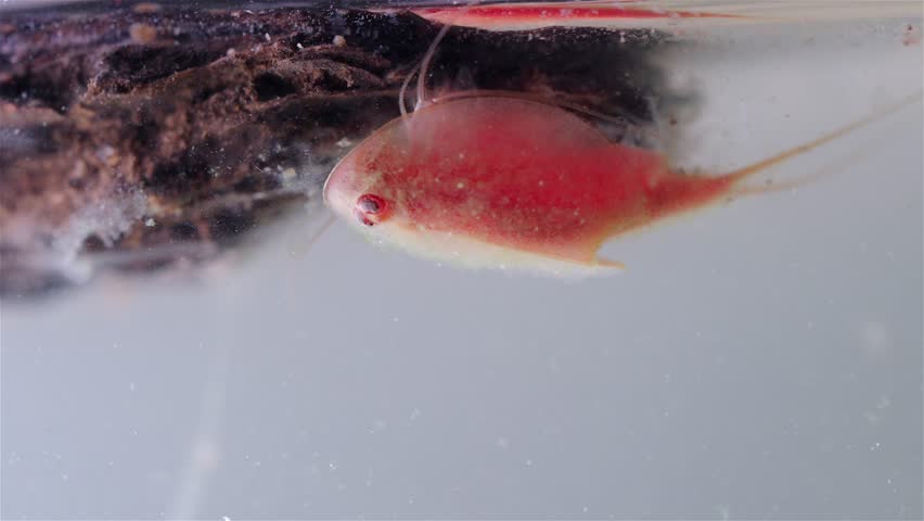 A detailed view shows a mature tadpole shrimp (Triops cancriformis) near the water surface. It swims while filtering the water for food. Its shield-like body, legs, and long tail are clearly visible.