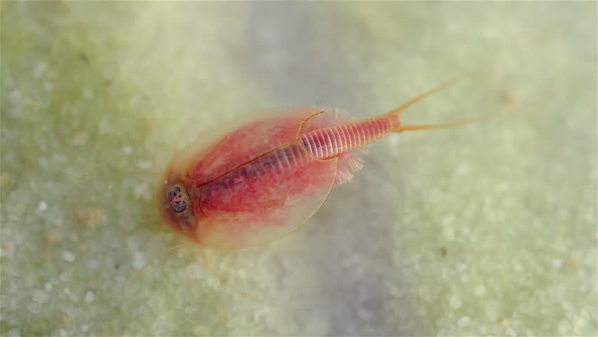A tadpole shrimp (Triops cancriformis) is underwater at the bottom, digging in the sand with its legs. It filters water while searching for food. The macro view shows fine details of its shell.