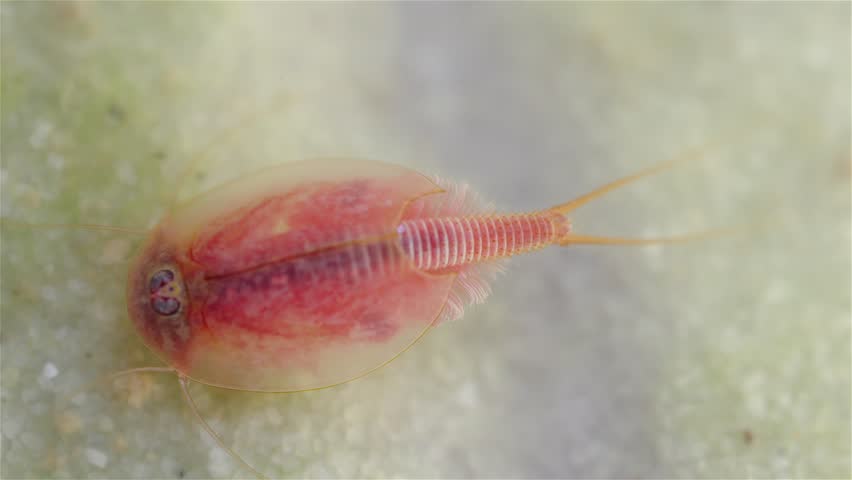 A tadpole shrimp (Triops cancriformis) is underwater at the bottom, digging in the sand with its legs. It filters water while searching for food. The macro view shows fine details of its shell.