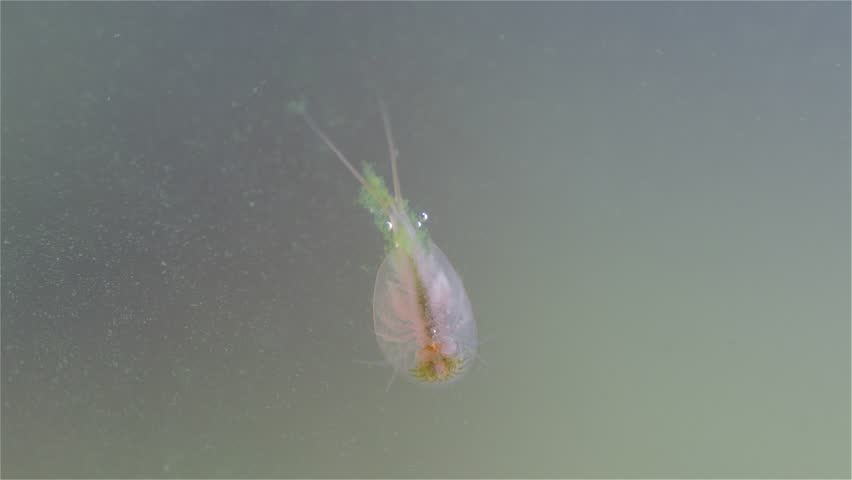A detailed view shows a young tadpole shrimp (Triops cancriformis) near the water surface. It swims while filtering the water for food. Its shield-like body, legs, and long tail are clearly visible.