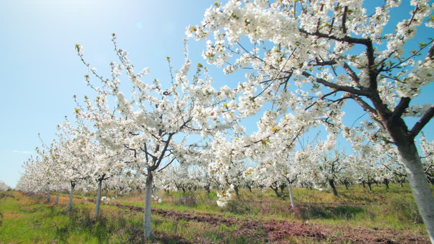 Cherry blossom trees display vibrant white flowers against a clear blue sky. This spring scene features rows of blossoming trees in a tranquil orchard under warm sunlight.