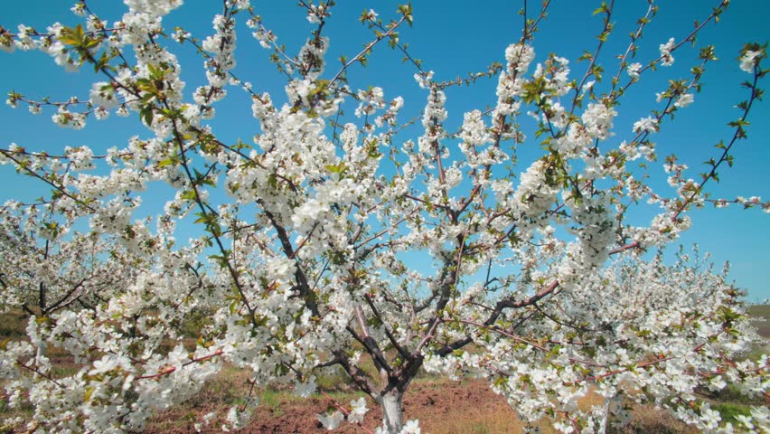 A vibrant orchard in full bloom with white flowers, displaying the beauty of spring. The clear blue sky adds to the serene atmosphere of this picturesque setting.
