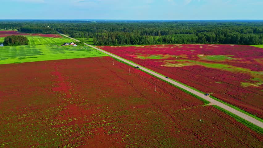 Aerial drone view of a vibrant red farmland field divided by a straight dirt road leading towards a farmhouse, with green forest and blue sky in the background