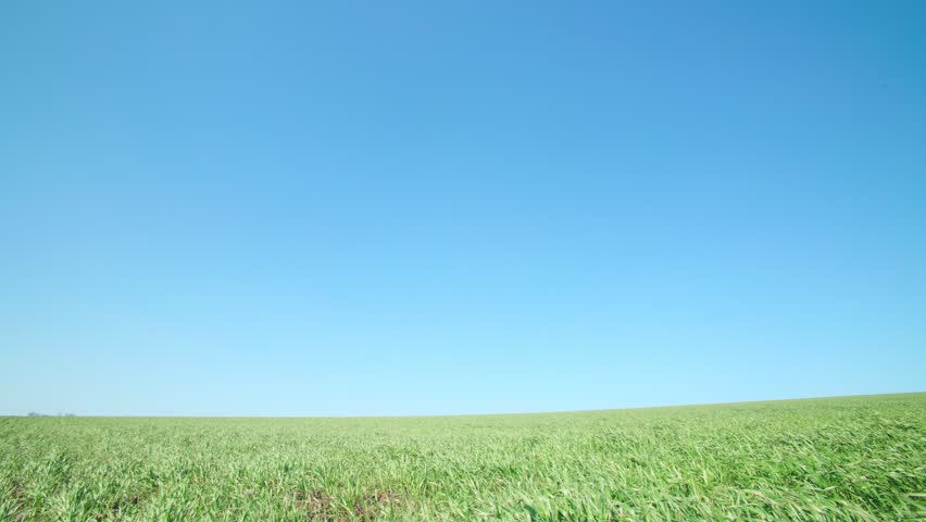 Expansive green field stretches under a bright blue sky, creating a peaceful atmosphere perfect for outdoor relaxation or nature appreciation. Enjoy tranquility and the beauty of nature.