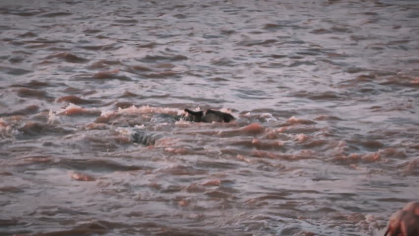 An intense and violent scene, during the Great Migration in Serengeti National Park, Africa, as a Nile crocodile ambushes and drags an adolescent wildebeest underwater during a dramatic river crossing