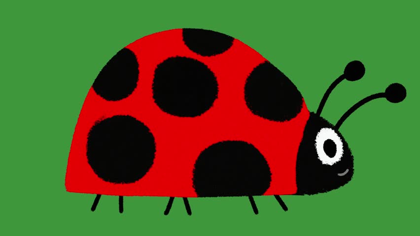 Hand Drawn Cute Walking Bug Animation | 2D Doodle Style Spring Insect Motion Effect on Green Screen Background