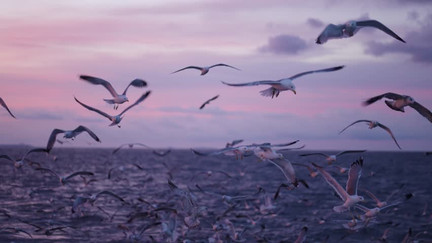 Flock Of Seagulls Flying Over The Sea At Sunset - Drone Shot