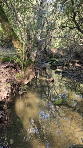 small mountain creek in spring