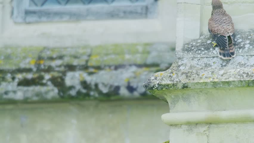 Juvenile common kestrel balancing and moving on historic church architecture in Wiltshire England showing young raptor behaviour.