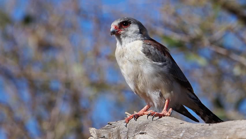 Pygmy falcon takes flight from perch on tree branch, close up profile