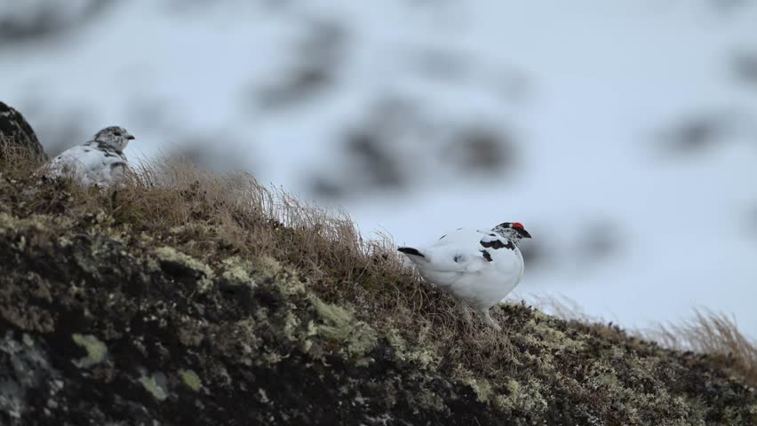 Handheld close view of male and female rock ptarmigan on alpine slope with snow covered terrain in background