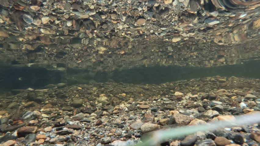 Underwater close view of two male sea trout competing for a female during autumn spawning season