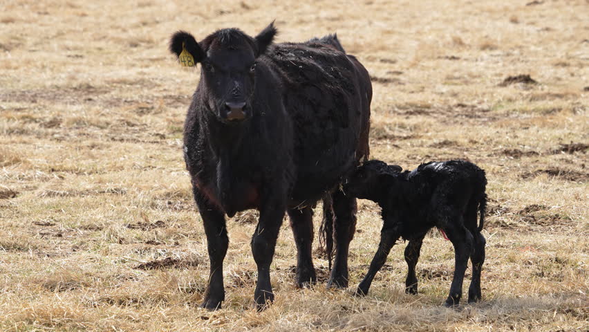 Mother cow with newborn baby calf after birth in a field.
