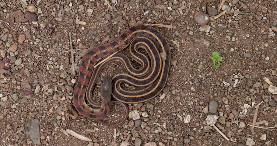 Colourful Buff-striped Keelback uncoils from the ground, flicking its tongue as it moves in slow motion.