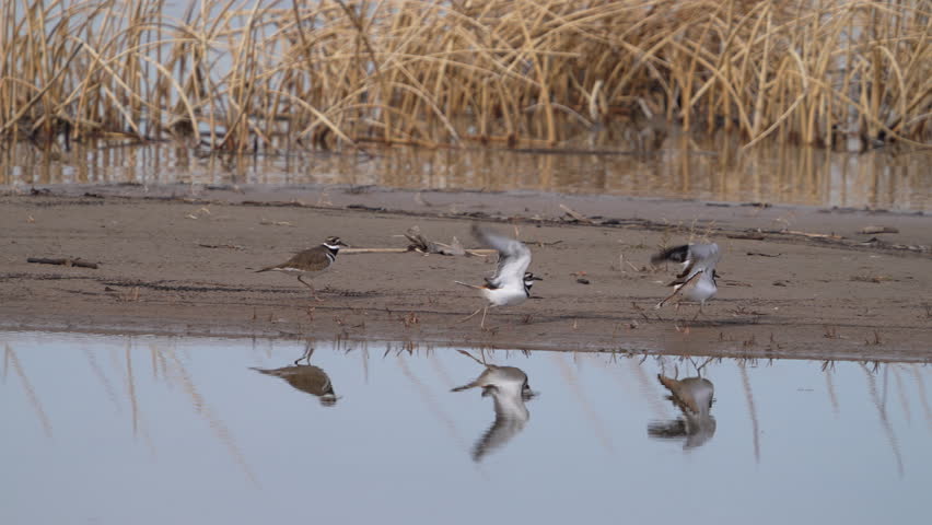 Killdeer chasing each other on a sandbar in Utah Lake in slow motion.
