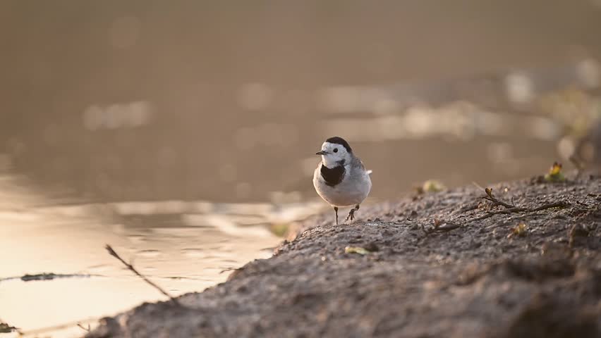 This close perspective allows for a detailed appreciation of the White Wagtail's unique coloration and energetic nature.
