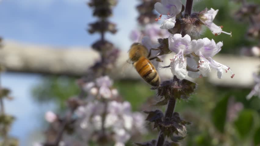Honey Bee Perching On White Flowers In The Garden - Close Up