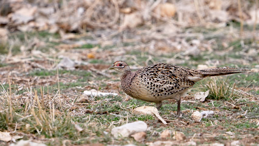 Juvenile Ring-necked Pheasant grazing in slow motion.