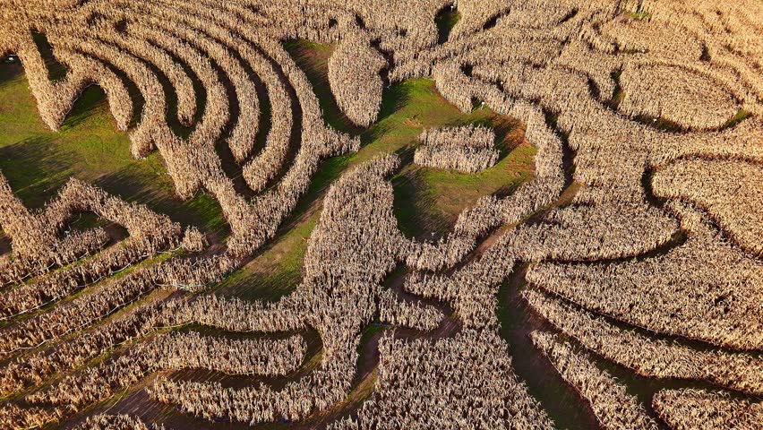 Aerial view of an intricate corn maze in Traverse City, Michigan, USA, celebrating harvest