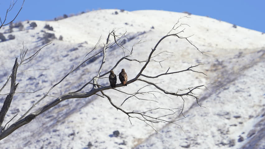 Red-tailed Hawk pair sitting in a tree during winter as one takes off in slow motion.