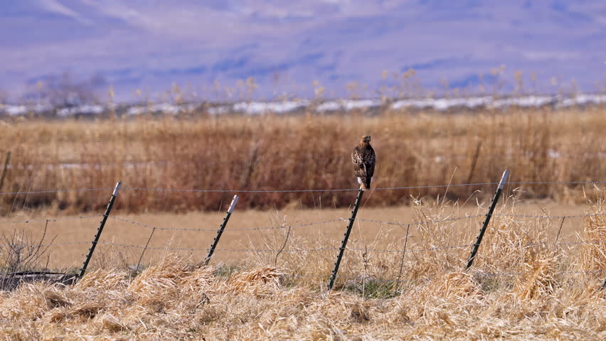 Red-tailed Hawk sitting on a fence post in the countryside in Utah.