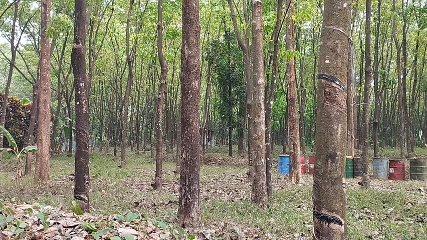 Rubber harvest trees in Kerala