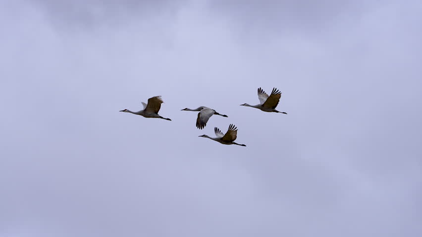 Sandhill Cranes flying together in slow motion through cloudy sky In Utah.