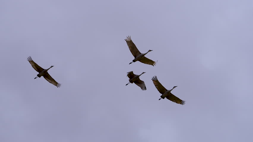 Sandhill Cranes flying overhead in the sky in slow motion in Utah.