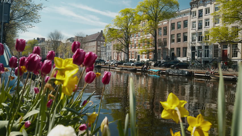 A slow movement past purple tulips on the banks of the Singel canal, with classic Amsterdam houses visible in the background on a sunny day part 1