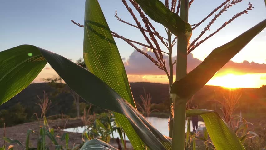 Sun setting behind corn field with warm backlight over rural farming landscape