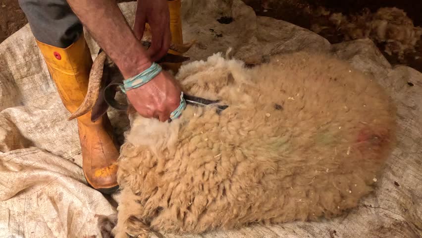 Shearer carefully removing wool from a sheep in a controlled barn setting, using professional shearing equipment, highlighting livestock care, animal welfare, farming practice, and wool production.