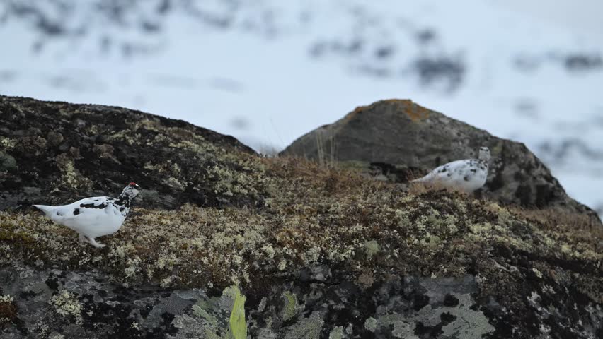 Handheld close view of male and female rock ptarmigan standing alert on alpine ridge in early winter