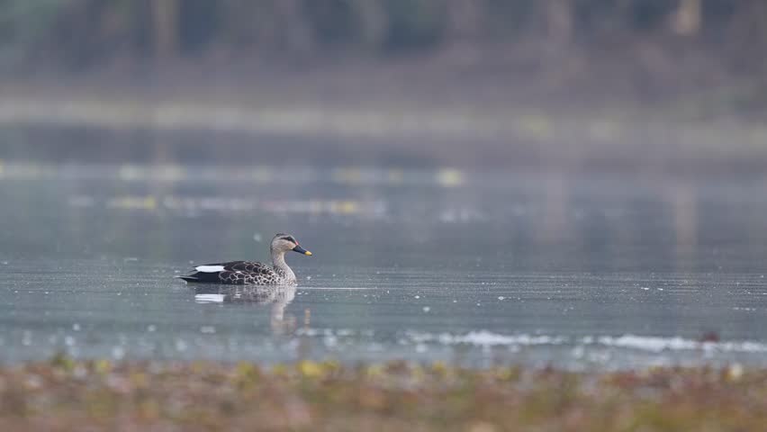 An Indian Spot-billed Duck is captured in a beautiful close-up as it wades through the shallow, clear water of a wetland.