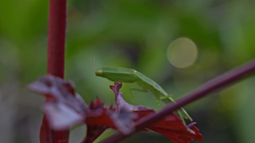 Praying Mantis Perched On Wild Plant - Close Up