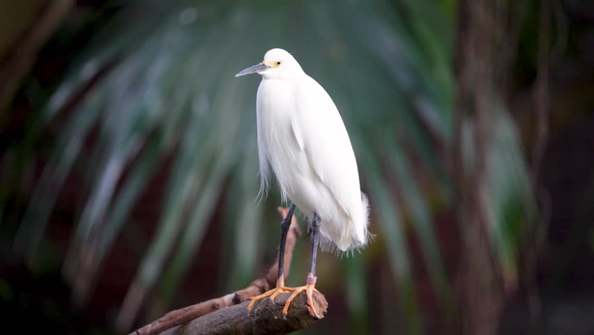 Snowy egret stands on a branch in a tropical setting with green background. A snowy egret perches on a branch in a tropical area. The bird has white feathers and yellow feet, surrounded by green leaves. It looks around while resting.