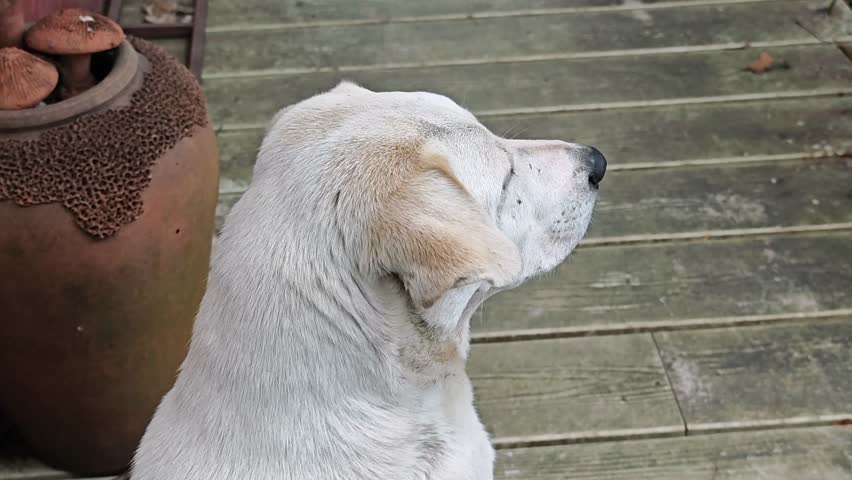 White dog sitting on the floor.